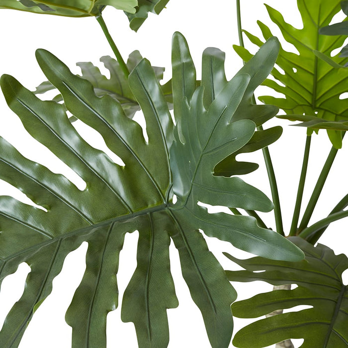 Split Philo Plant Potted - Green, 180cm (H)