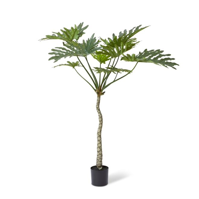 Split Philo Plant Potted - Green, 180cm (H)