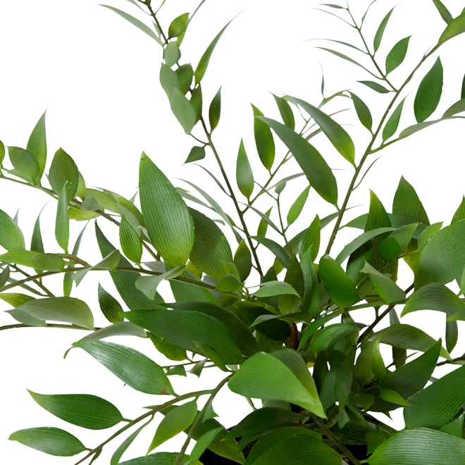 Lacquer Plant - Green, 45cm (H)