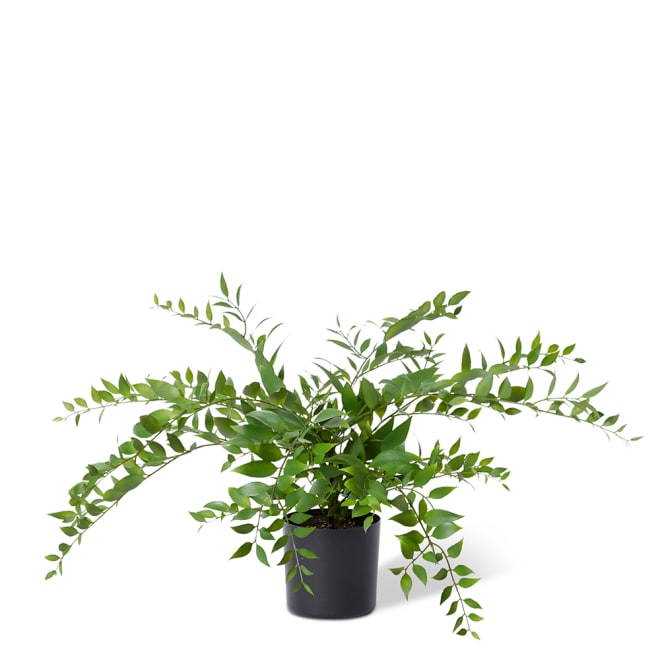Lacquer Plant - Green, 45cm (H)