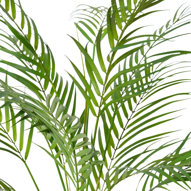 Phoenix Palm Plant - Green, 65cm (H)