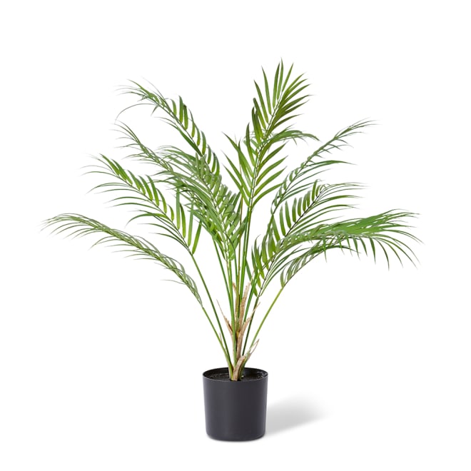 Phoenix Palm Plant - Green, 65cm (H)