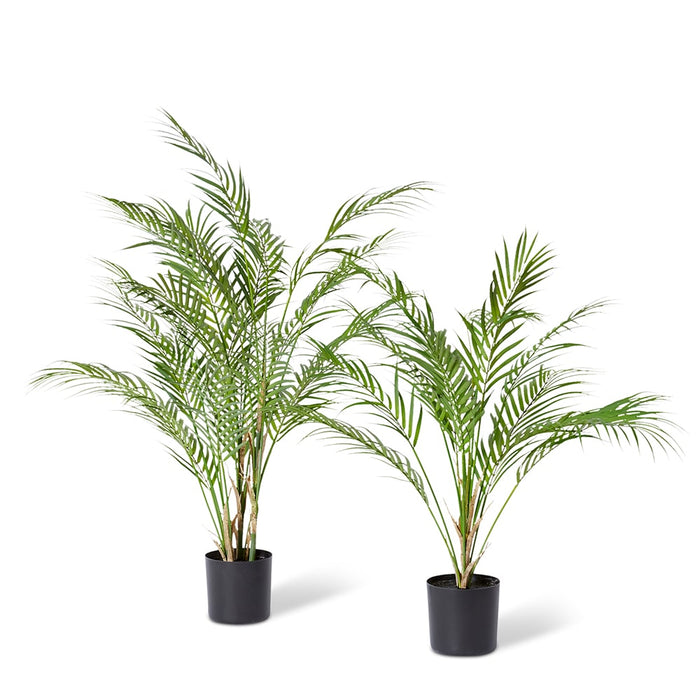 Phoenix Palm Plant - Green, 90cm (H)