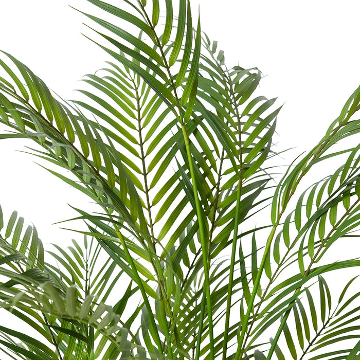 Phoenix Palm Plant - Green, 90cm (H)