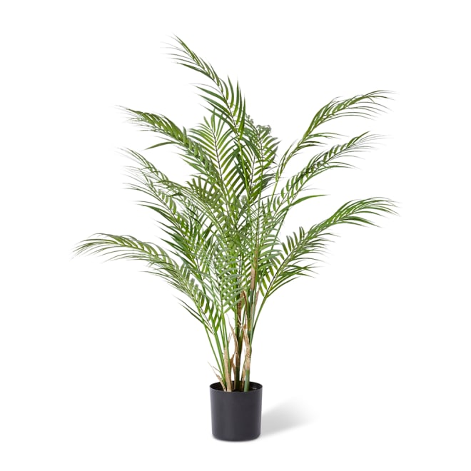 Phoenix Palm Plant - Green, 90cm (H)