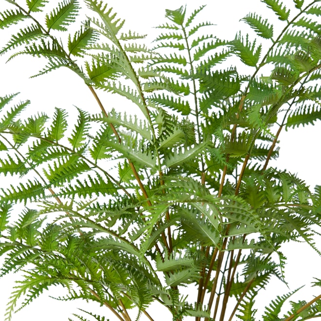 Tree Fern Plant - Green, 60cm (H)