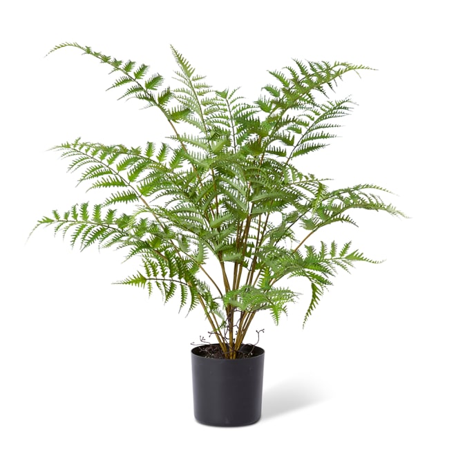 Tree Fern Plant - Green, 60cm (H)