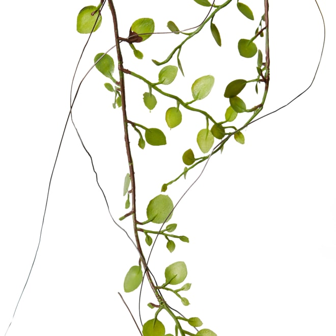 Angel Vine Hanging Bush - Green, 92cm (H)