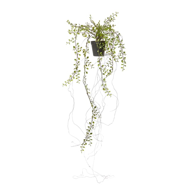 Angel Vine Hanging Bush - Green, 92cm (H)