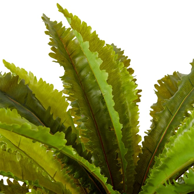 Asplenium Fern - Green, 60cm (H)