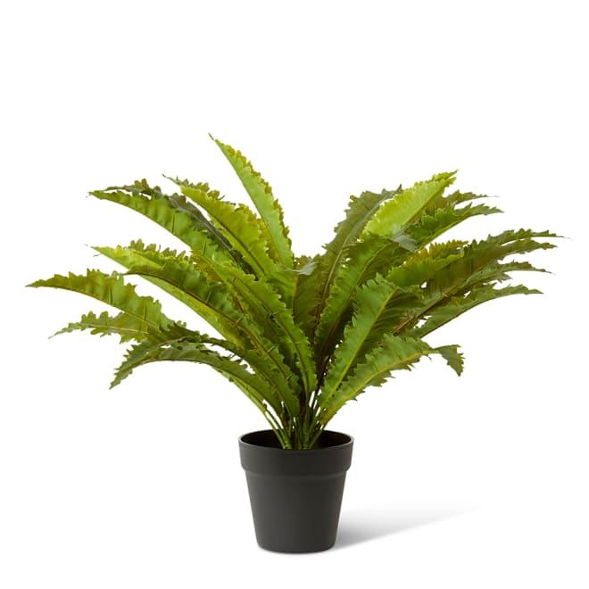 Asplenium Fern - Green, 60cm (H)