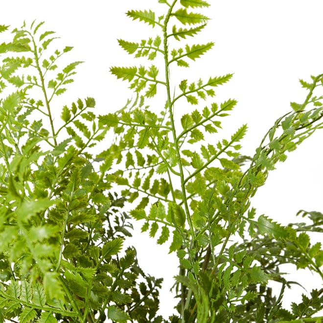 Fern Tassel - Green, 46cm (H)