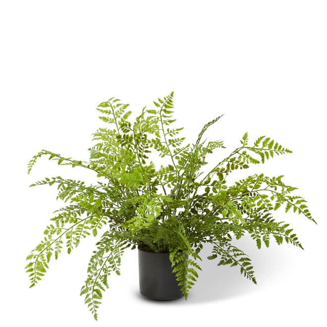Fern Tassel - Green, 46cm (H)