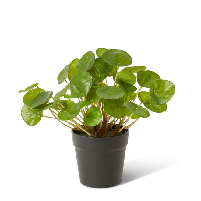 Money Plant - Green, 23cm (H)