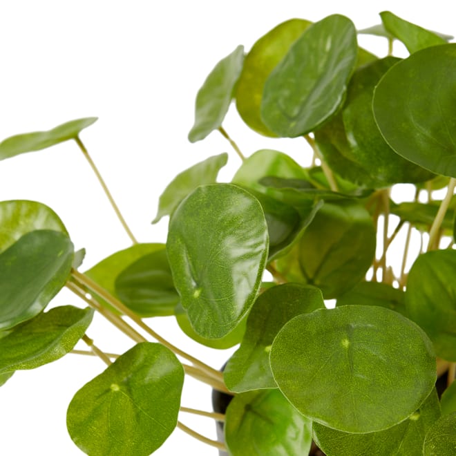 Money Plant - Green, 23cm (H)