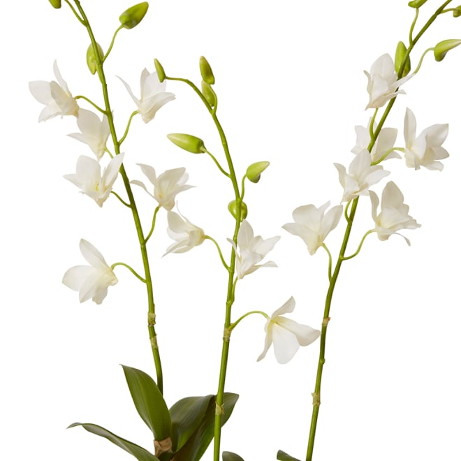 Orchid Dendrobidium Potted - White, 89cm (H)