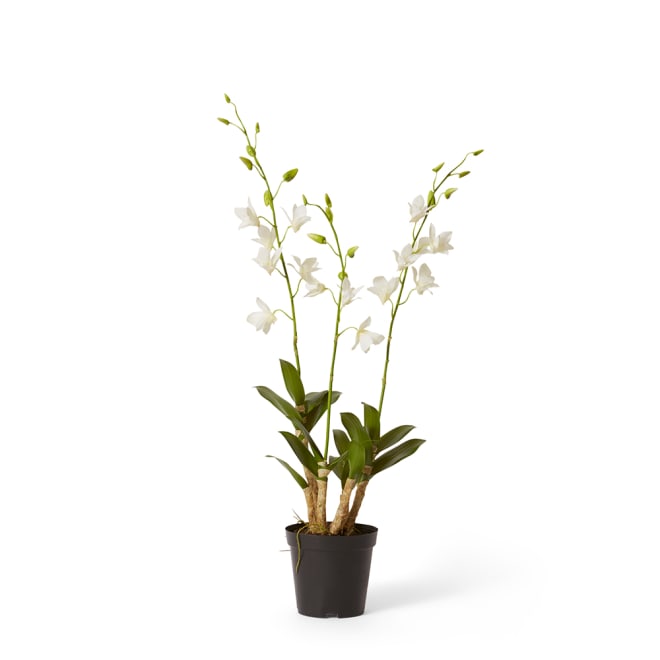 Orchid Dendrobidium Potted - White, 89cm (H)