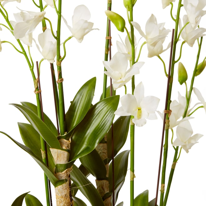 Orchid Dendrobidium Potted - White, 131cm (H)