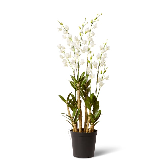 Orchid Dendrobidium Potted - White, 131cm (H)