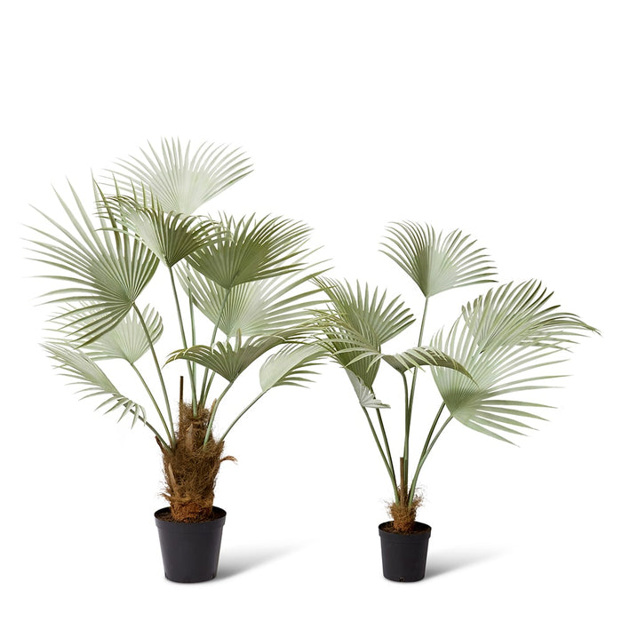 Fan Palm - Grey Green, 178cm (H)