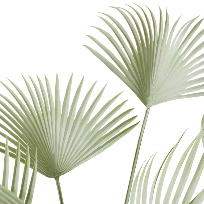 Fan Palm - Grey Green, 140cm (H)