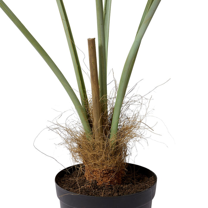 Fan Palm - Grey Green, 140cm (H)