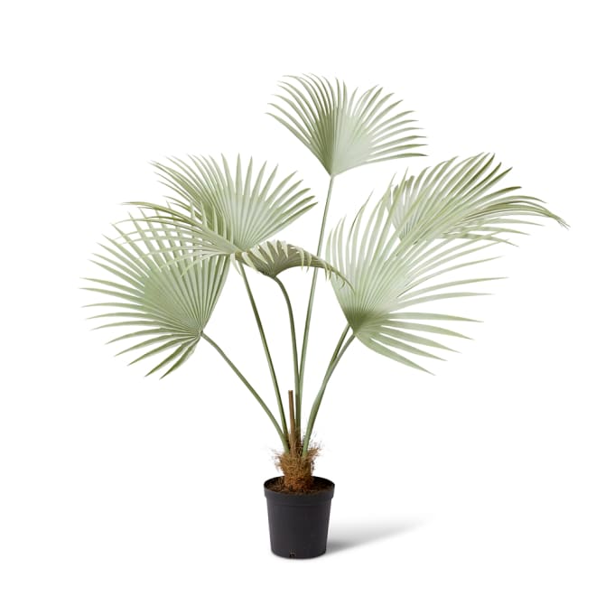 Fan Palm - Grey Green, 140cm (H)
