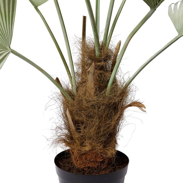 Fan Palm - Grey Green, 178cm (H)