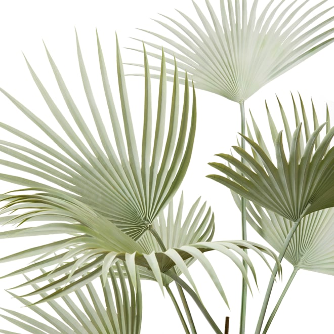 Fan Palm - Grey Green, 178cm (H)
