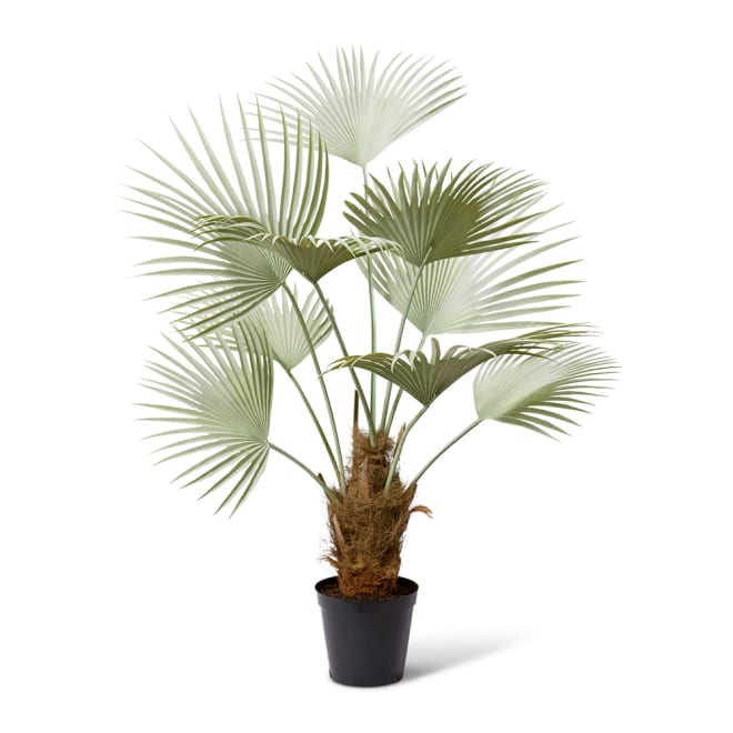 Fan Palm - Grey Green, 178cm (H)