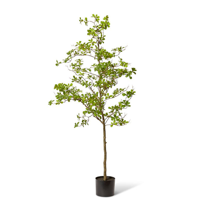 Black Olive Tree - Green, 220cm (H)