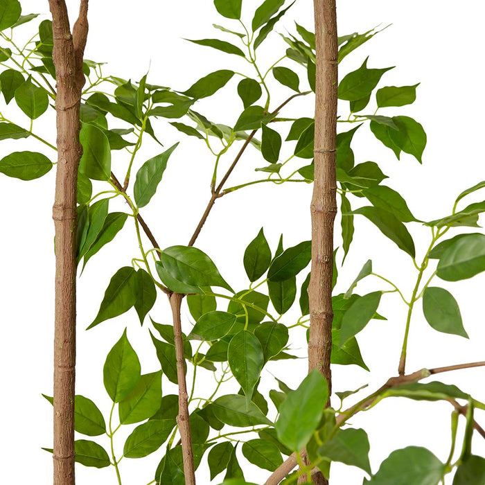 China Doll Tree - Green, 205cm (H)