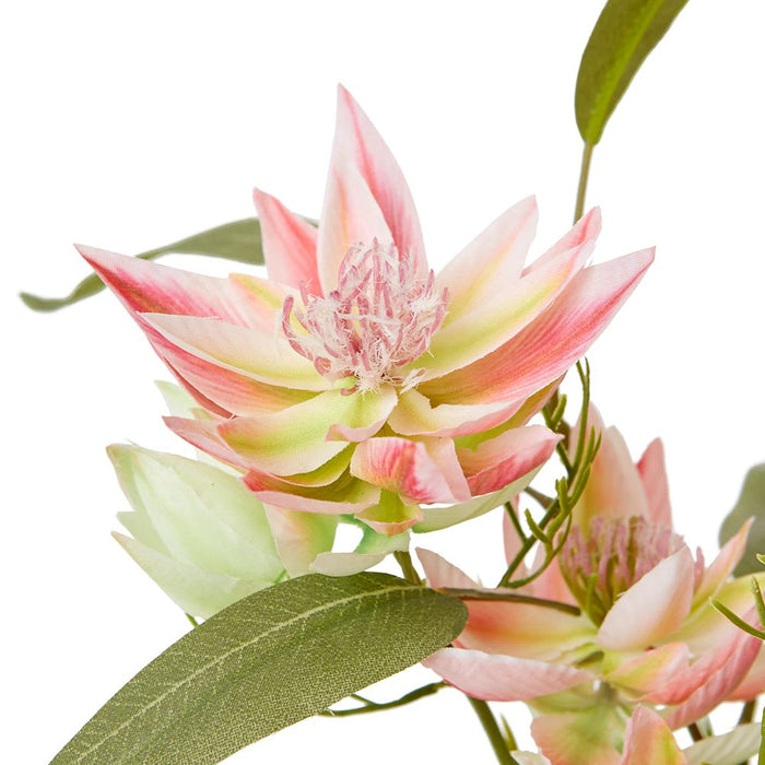 Blushing Bride Pink - Pink/Clear, 23cm (H)