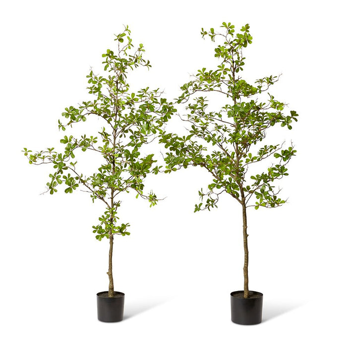 Black Olive Tree - Green, 152cm (H)