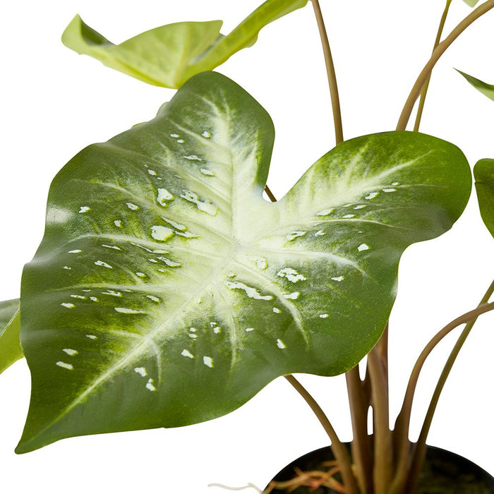 Caladium - Variegated, 53cm (H)