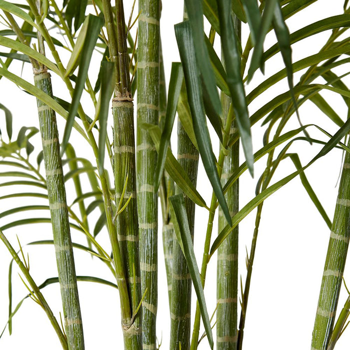 Cane Palm - Green, 220cm (H)