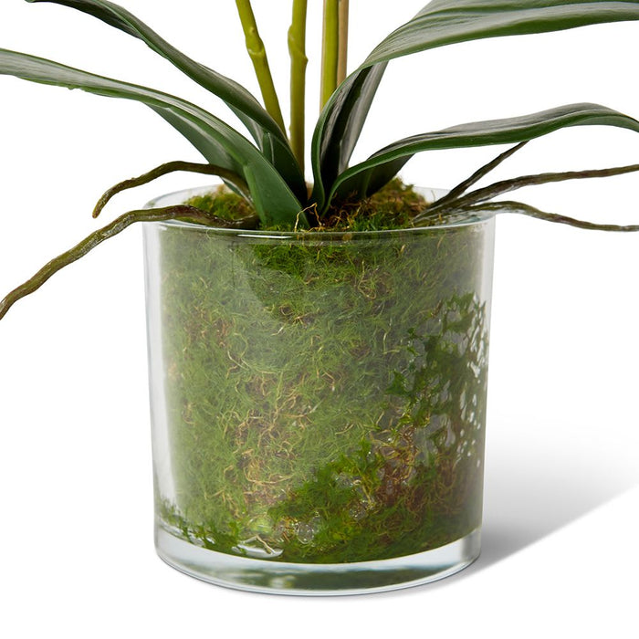 Phalaenopsis Mini - Green/Clear, 40cm (H)