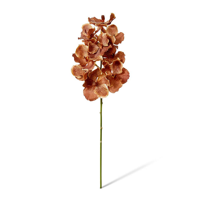 Vanda Grand Orchid Pack of 8 - Dark Orange, 71cm (H)