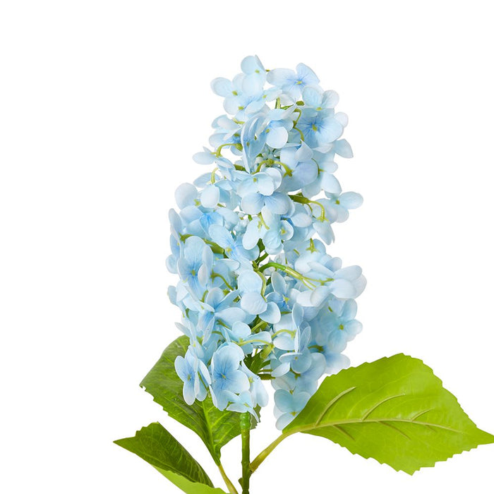 Cone Hydrangea (RT) Pack of 12 - Blue, 75cm (H)