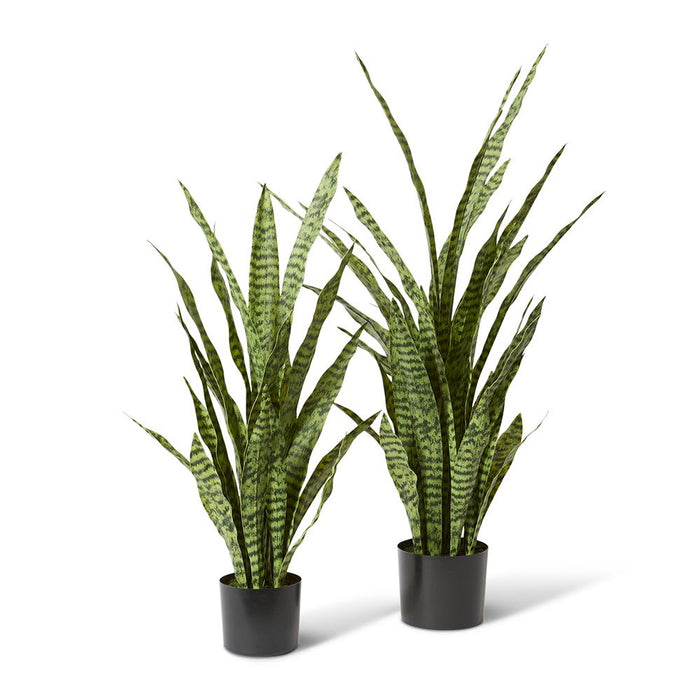 Sanseveria Plant - Green, 120cm (H)