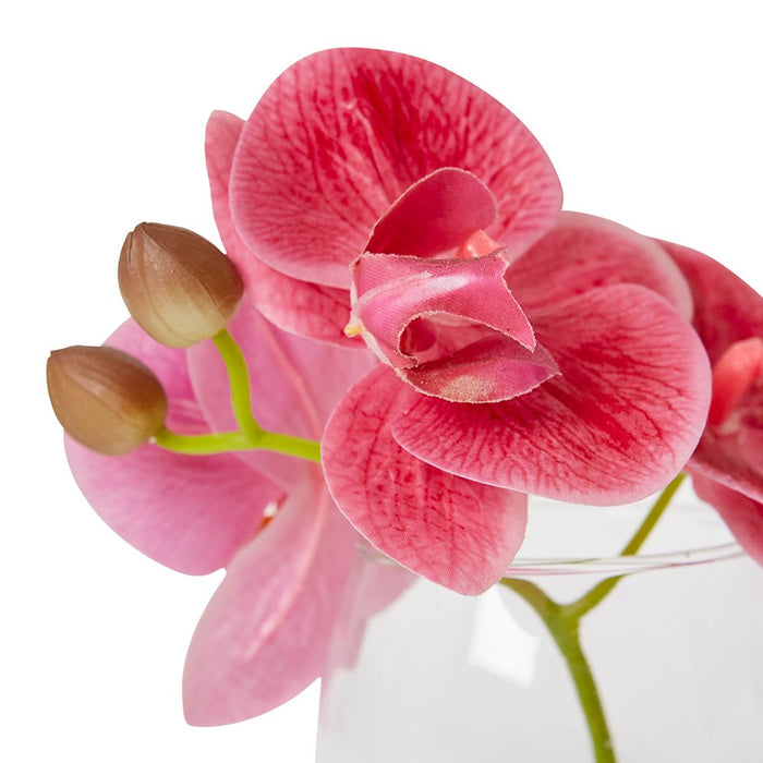 Phalaenopsis - Pink/Clear, 15cm (H)