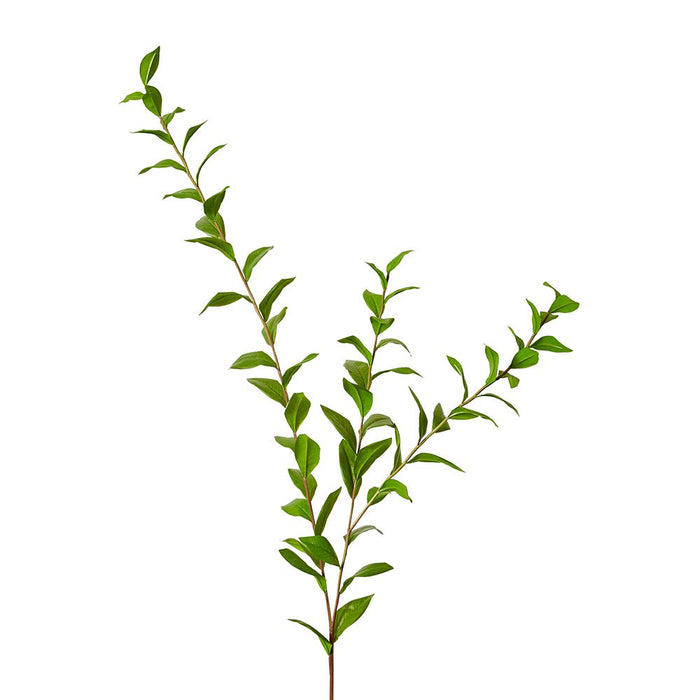 Laurel Leaf Spray Pack of 12 - Green, 140cm (H)