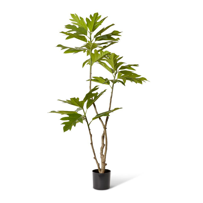 Breadfruit Tree - Green, 180cm (H)