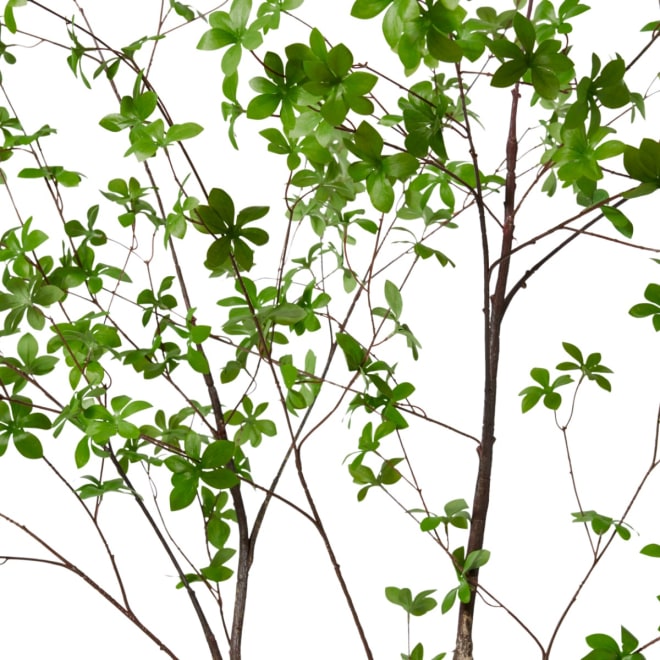 Pieris Tree - Dark Green, 210cm (H)