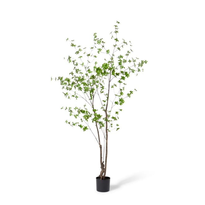 Pieris Tree - Dark Green, 210cm (H)