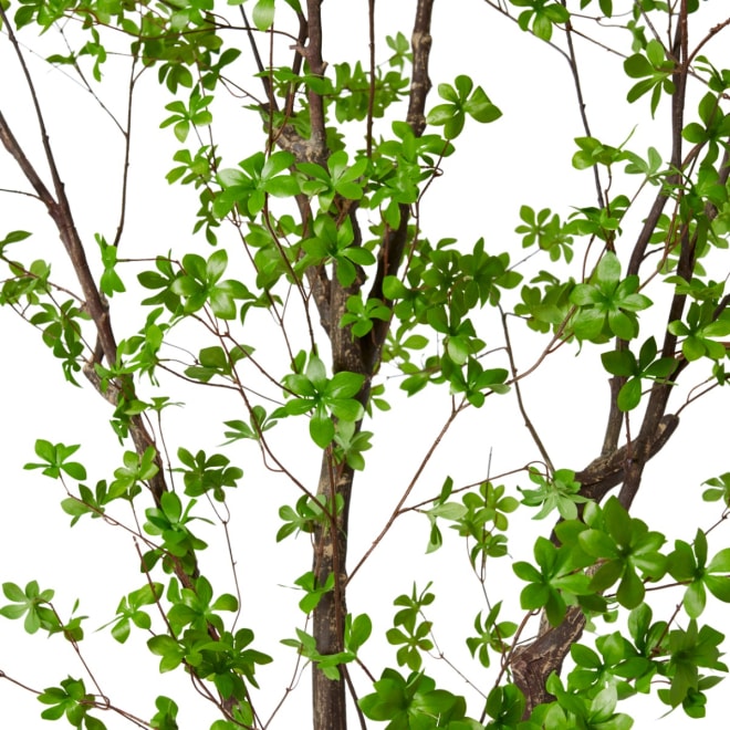 Pieris Tree - Dark Green, 300cm (H)