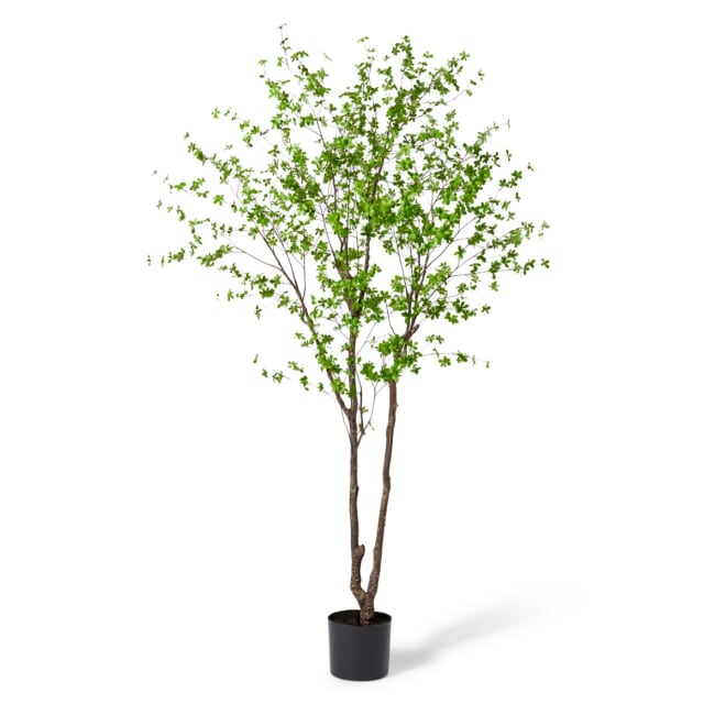 Pieris Tree - Dark Green, 300cm (H)
