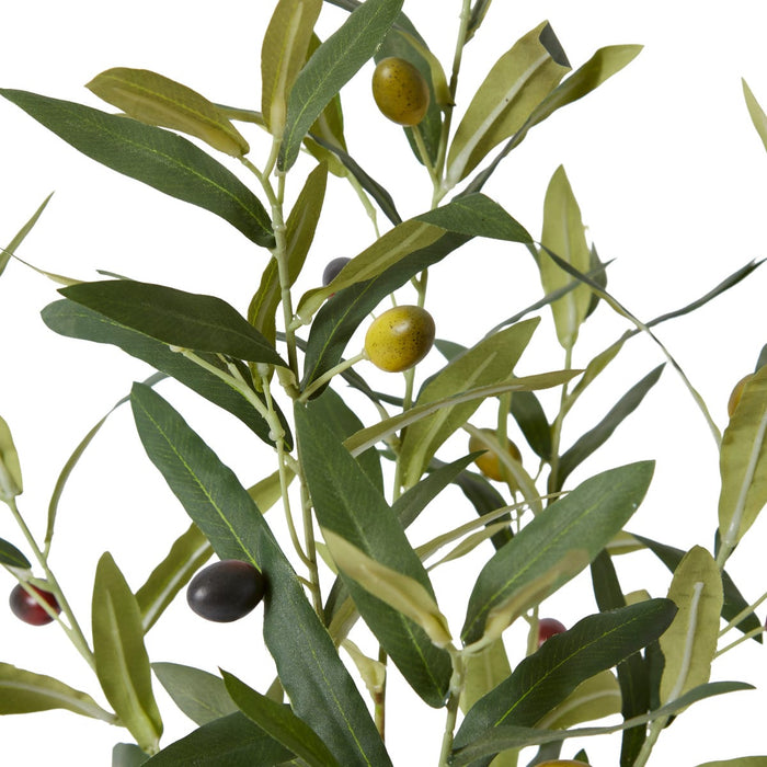 Olive Tree - Grey Green, 61cm (H)
