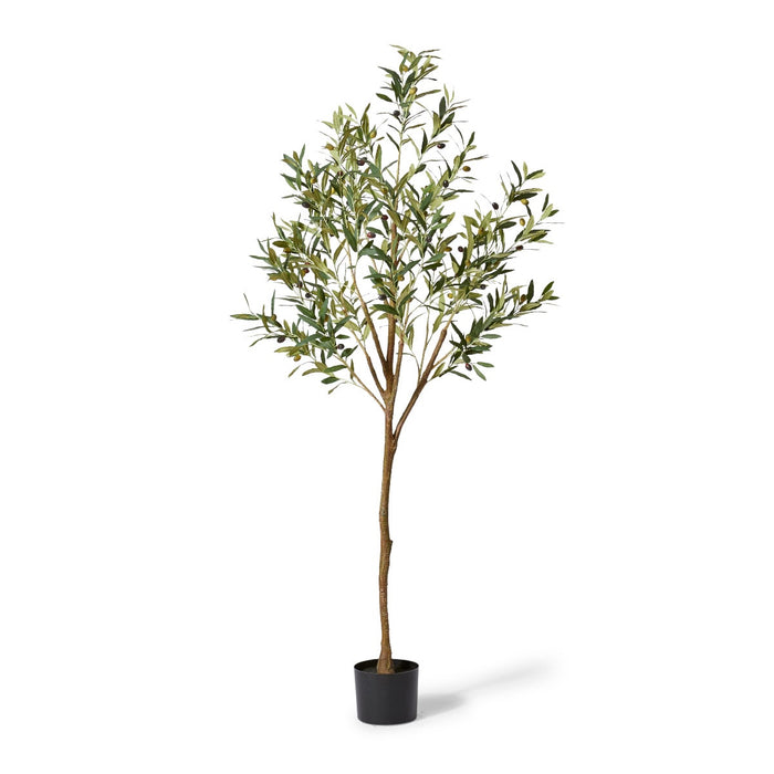 Olive Tree Grey - Grey Green, 183cm (H)