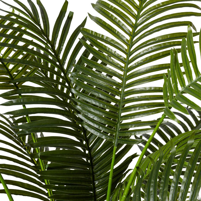 Palm Areca - Green, 183cm (H)